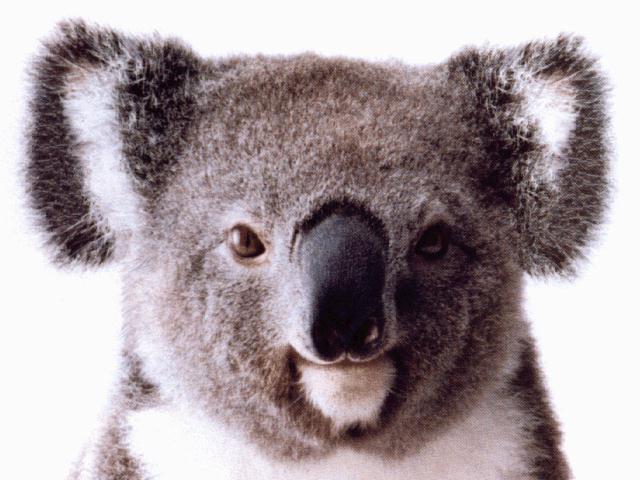 mis koala